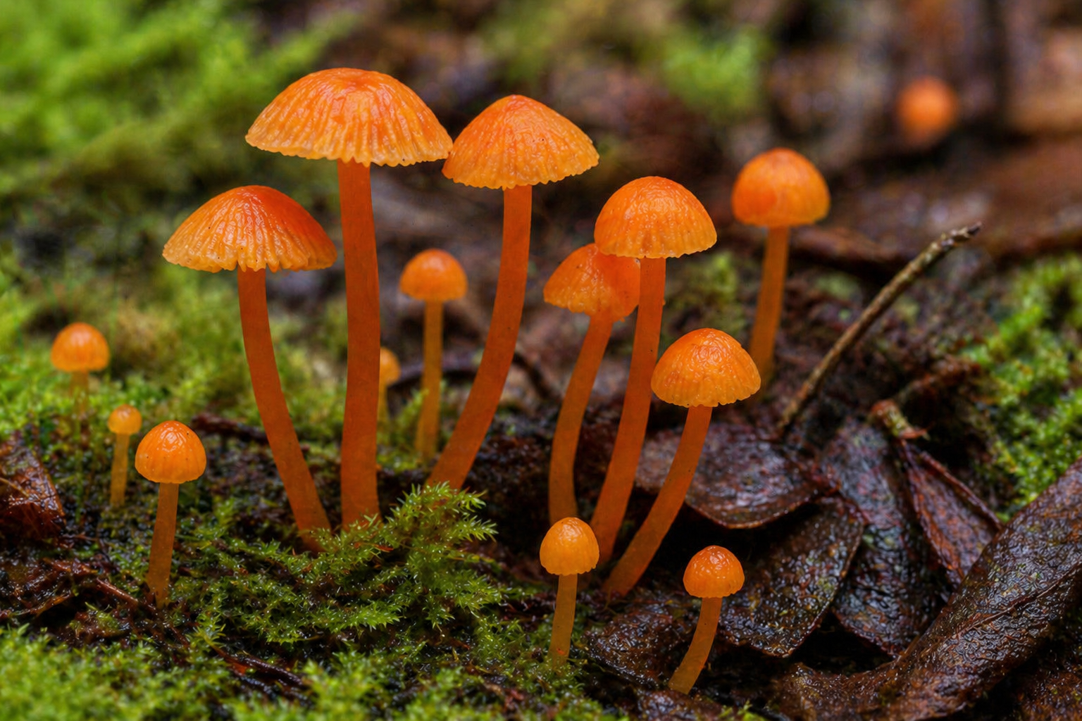 Orange Mycena