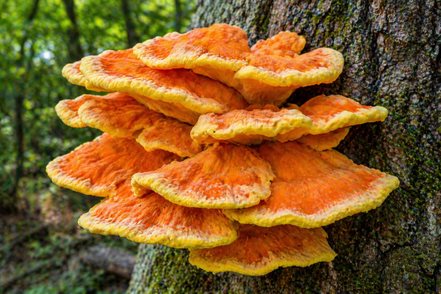 Chicken of the Woods