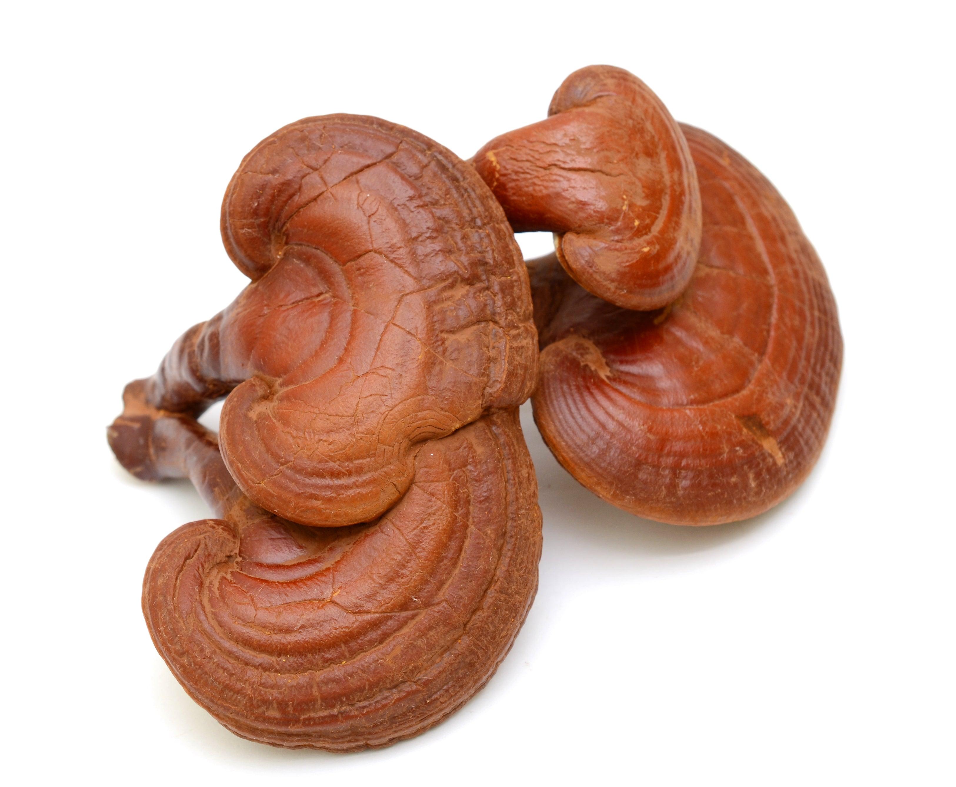 Reishi