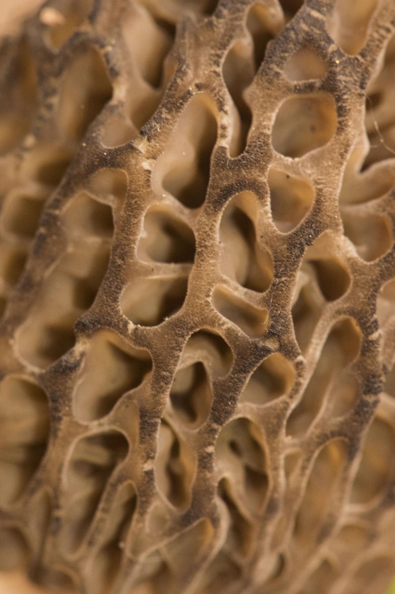 Morel