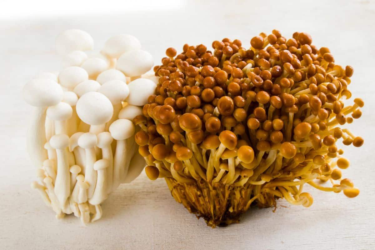 Enoki