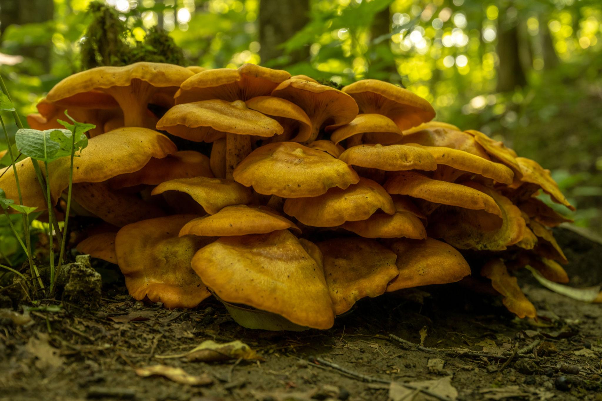 Cheese Polypore