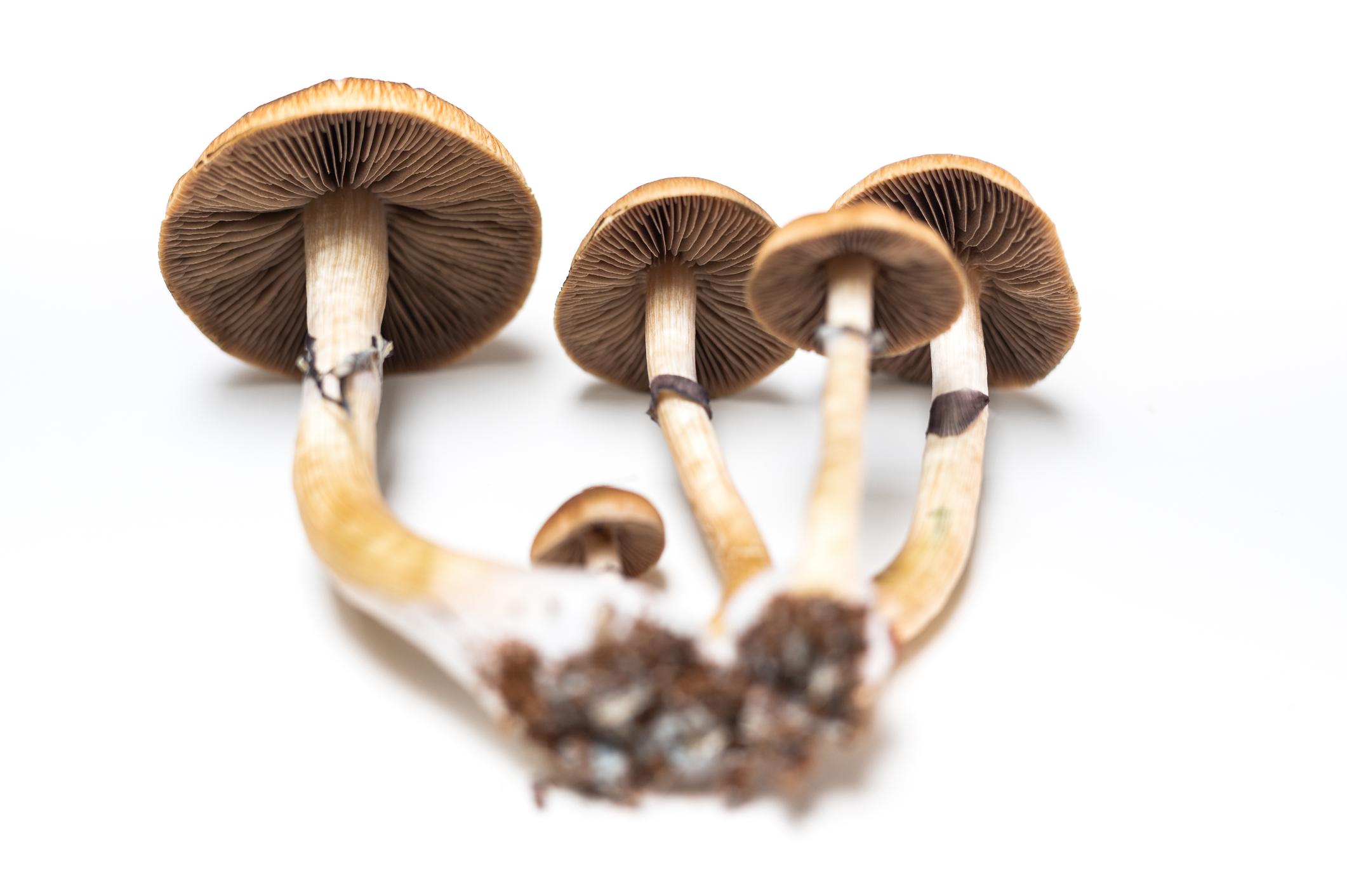 Golden Teacher