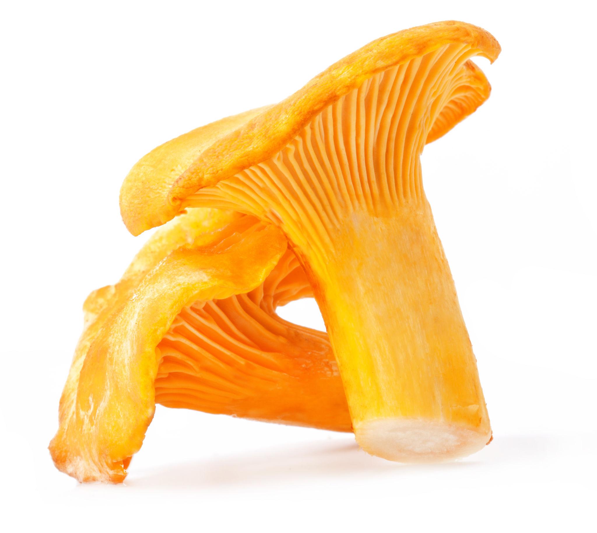 Smooth Chanterelle