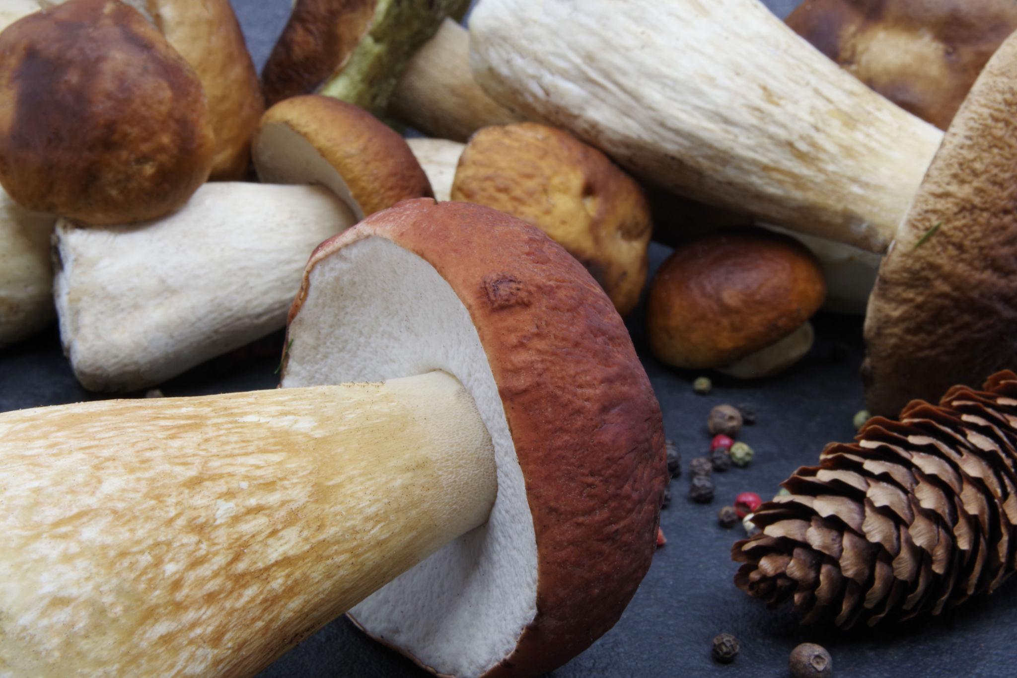 Red Cracking Bolete