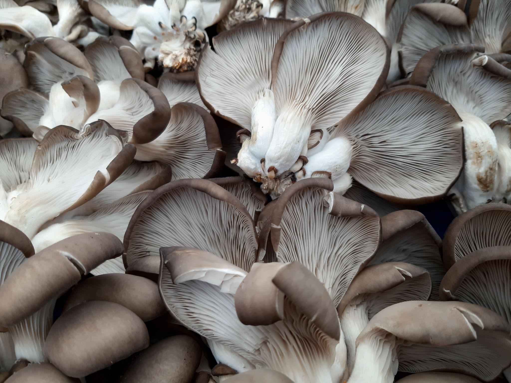 Phoenix Oyster